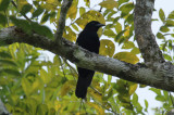 Purple-throated Fruitcrow (Querula purpurata) *female* Suriname - Para, Colakreek