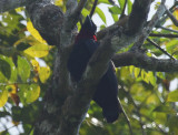 Purple-throated Fruitcrow (Querula purpurata) *male* Suriname - Para, Colakreek