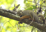 Guianan Squirrel Monkey (Saimiri sciureus sciureus) Suriname - Commewijne, Peperpot Nature Reserve