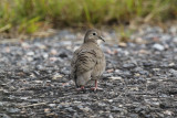 Common Ground Dove (Columbina passerina) Suriname - Airport