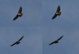 Rufous-tailed Hawk (Buteo ventralis) (adult) Chile - Araucanía - Temuco - Cerro Nielol MN