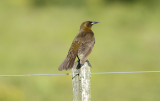 Brown-and-yellow Marshbird (Pseudoleistes virescens) Argentina - Entre Rios, Ceibas