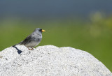 Band-tailed Sierra Finch (Phrygilus alaudinus) Chile - Maule 