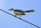 Chalk-browed Mockingbird (Mimus saturninus) Argentina - Entre Rios