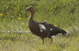 Upland or Magellanic Goose (Chloephaga picta) (Female) Chile - Punta Arenas - Humedal Tres Puentes