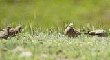 Black-winged Ground Dove (Metriopelia melanoptera) Chile - Región Metropolitana - Farrelones