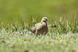 Black-winged Ground Dove (Metriopelia melanoptera) Chile - Región Metropolitana - Farrelones