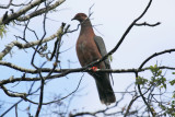 Chilean Pigeon (Patagioenas araucana) Chile - Araucanía, Temuco - Cerro Nielol MN