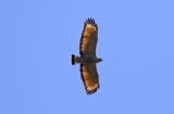 Savanna Hawk (Buteogallus meridionalis) Argentina - Entre Rios 