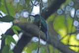 Green-tailed Jacamar (Galbula galbula) Suriname - Commewijne, Peperpot Nature Reserve