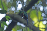Green-tailed Jacamar (Galbula galbula) Suriname - Commewijne, Peperpot Nature Reserve