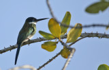 Bronzy Jacamar (Galbula leucogastra) Suriname - Para, Powakka