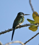 Bronzy Jacamar (Galbula leucogastra) Suriname - Para, Powakka