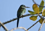 Bronzy Jacamar (Galbula leucogastra) Suriname - Para, Powakka