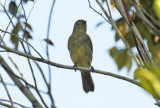 Forest Elaenia (Myiopagis gaimardii) Suriname - Para, Powakka