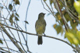 Forest Elaenia (Myiopagis gaimardii) Suriname - Para, Powakka