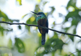 Green-tailed Jacamar (Galbula galbula) Suriname - Commewijne, Peperpot Nature Reserve