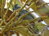 Barred Antshrike (Thamnophilus doliatus doliatus) *Male* Suriname - Commewijne, Plantage Bakkie