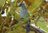 Barred Antshrike (Thamnophilus doliatus doliatus) *Male* Suriname - Commewijne, Plantage Bakkie