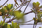Southern White-fringed Antwren (Formicivora grisea grisea) Suriname - Para, Powakka