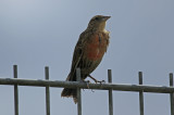 Red-breasted Meadowlark or Red-breasted Blackbird (Leistes militaris) Suriname - Airport