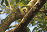 Crimson-crested Woodpecker (Campephilus melanoleucos) *Female* Suriname - Commewijne, Warappakreek