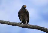 Rufous Crab Hawk (Buteogallus aequinoctialis) Suriname - Commewijne, Warrapakreek