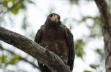 Rufous Crab Hawk (Buteogallus aequinoctialis) Suriname - Commewijne, Warrapakreek