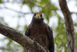 Rufous Crab Hawk (Buteogallus aequinoctialis) Suriname - Commewijne, Warrapakreek