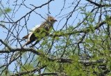 Guira Cuckoo (Guira guira) Argentina - Entre Rios