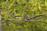 Chilean Elaenia (Elaenia chilensis) Chile - Maule - Altos del Lircay National Park