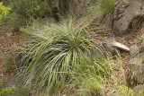 Chile - Maule - Altos del Lircay National Park