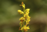 Fragrant Gavilea (Gavilea odoratissima) Chile - Maule - Altos del Lircay National Park