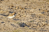 Collared Plover (Anarhynchus collaris) Chile - Región Metropolitana - Laguna de Batuco