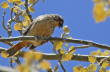 Rufous-tailed Plantcutter (Phytotoma rara) Chile - Región Metropolitana - Farrelones