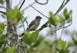 Pale-bellied Mourner (Rhytipterna immunda) Suriname - Para, Powakka - Dry white sand savanna with Humiria balsamifera scrub