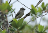 Pale-bellied Mourner (Rhytipterna immunda) Suriname - Para, Powakka - Dry white sand savanna with Humiria balsamifera scrub