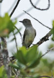 Pale-bellied Mourner (Rhytipterna immunda) Suriname - Para, Powakka - Dry white sand savanna with Humiria balsamifera scrub