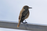 Black-billed Shrike-Tyrant (Agriornis montanus) Chile - Región Metropolitana - Farrelones