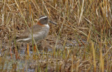 Diademed Sandpiper Plover (Phegornis mitchellii) *female* Chile - Región Metropolitana - El Yeso Vall