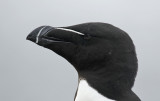 Razorbill (Alca torda) Norway - Vardo - Hornøya
