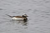 Long-tailed Duck (Clangula hyemalis) male adult breeding - Norway, Berlevåg