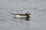 Long-tailed Duck (Clangula hyemalis) male adult breeding - Norway, Berlevåg