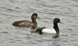 Greater Scaup (Aythya marila) Norway - Berlevåg