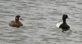 Greater Scaup (Aythya marila) Norway - Berlevåg