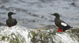 Black Guillemot (Cepphus grylle) Norway - Vardo - Hornøya