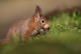 Eekhoorn / Squirrel (Boshut Arjan Troost)