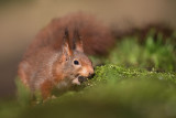 Eekhoorn / Squirrel (Boshut Arjan Troost)