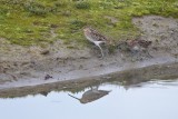 Watersnip / Common Snipe /de Oelemars