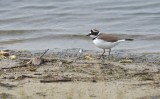 Kleine Plevier / Little Ringed Plover (de Oelemars)